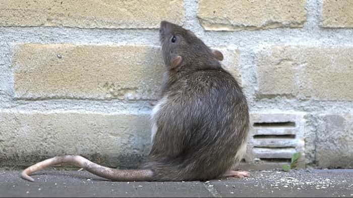 Rats comment reconnaître les différences